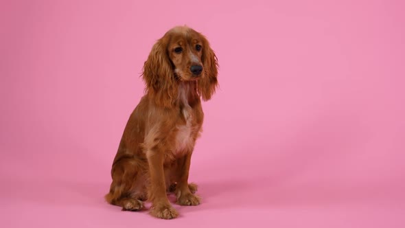 English Cocker Spaniel Posing in Studio on a Pink Background alt