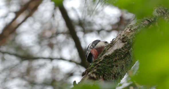 Great Spotted Woodpecker, Dendrocopos Major, Knocks on the Bark of a Tree, Extracting Edable Insects alt