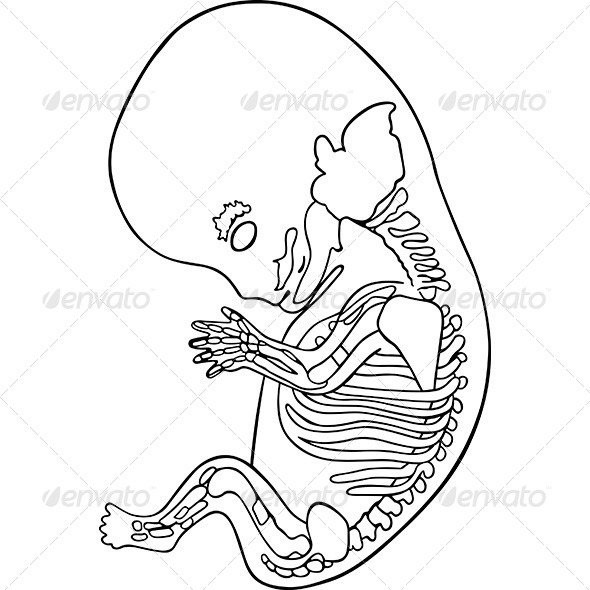 Human Fetus - Health/Medicine Conceptual