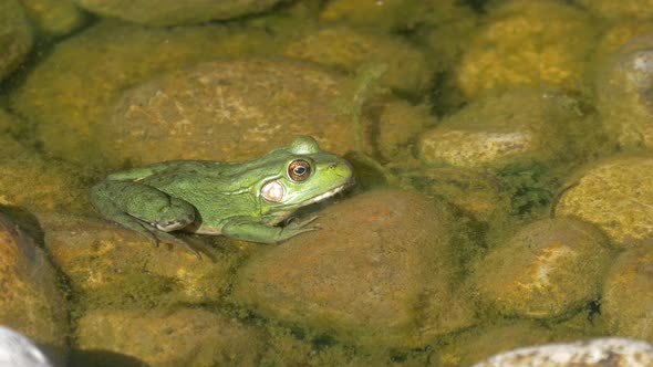 Close up view of a frog in water