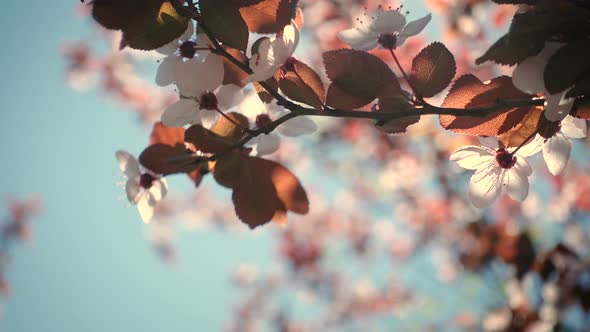 Pink Blooming Cherry Tree 3 alt