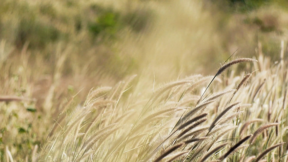 Reed Swaying In The Wind 02, Stock Footage | VideoHive