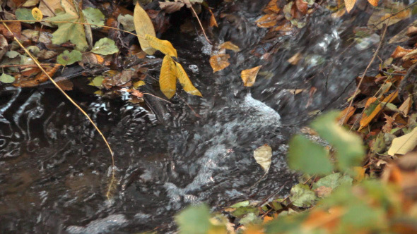 Autumn Stream