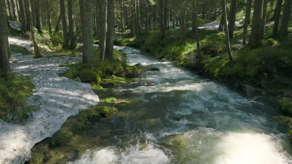 River Forest Water Nature Sun Snow Grass Green Wood Tree Magic Ice Clean alt