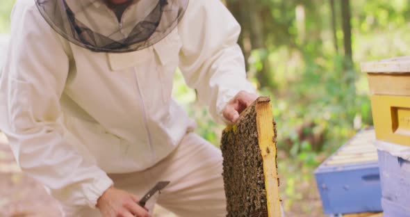 Male Beekeeper in Protective Suit Takes the Beehive Frame Out of Hive Holding the Frame with One alt