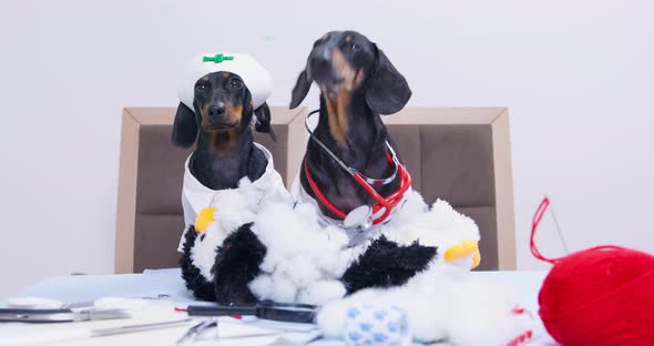 Two Cute Dachshund Dogs in Uniform of Doctor with a Stethoscope and Nurse Cap are Barking Sitting at