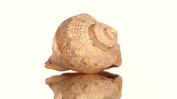 Round Sea Shell on White, Rotation, Reflection, Close Up alt