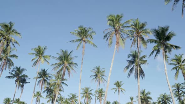 Ultra slow motion shot of tall palm trees in front of clear blue sky camera tilting down alt