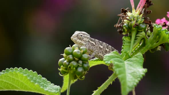 Baby Chameleon in a Branch Looking Around alt