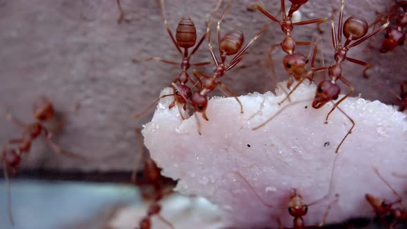 Closeup Shot of the Natural Life of Insects Ants Work As a Team Carry a Piece of Ham Up the Fence alt