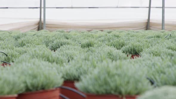 Large scale industrial greenhouse with rosemary plants in pots alt