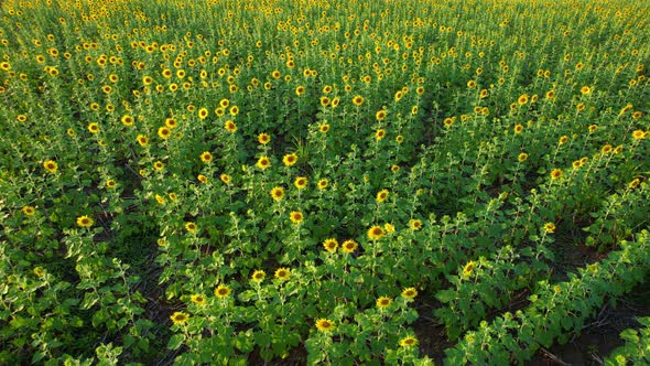 4K Flying over a field with sunflowers. View from a drone alt