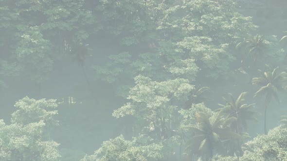 Fog Covered Jungle Rainforest Landscape alt