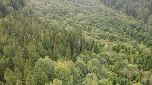 Trees in the Mountains Slow Motion. Aerial View of the Carpathian Mountains in Autumn. Ukraine alt