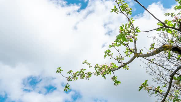 Clouds Flow Over Beautiful Spring Flowers on Tree Branch