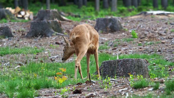 Roe deer in forest, Capreolus capreolus. Wild roe deer in nature