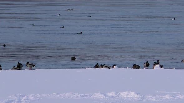 Wild ducks on icy water. alt