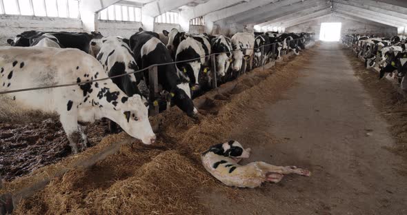 Newborn Calf On The Farm. A Large Herd Of Cows alt
