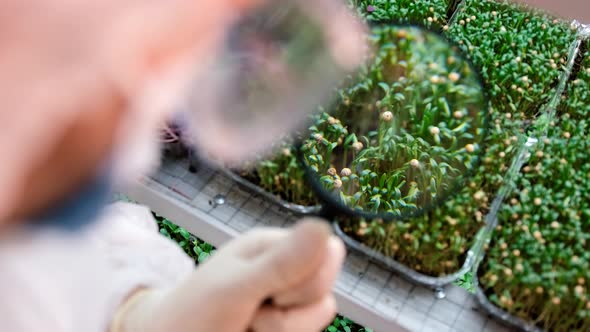 Fresh Herbs Sprouted on the Coco Substrate alt