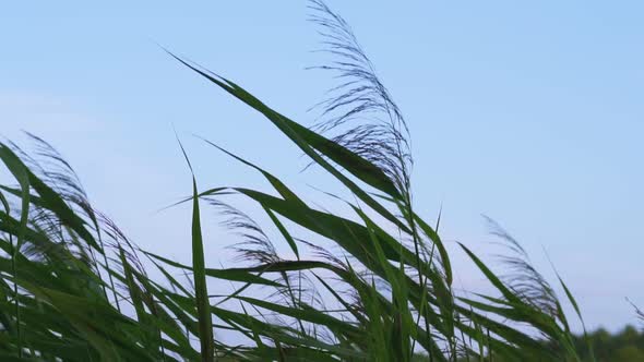 Green Grass and Spikelets on Stalks Sway in Wind Against Blue Sky