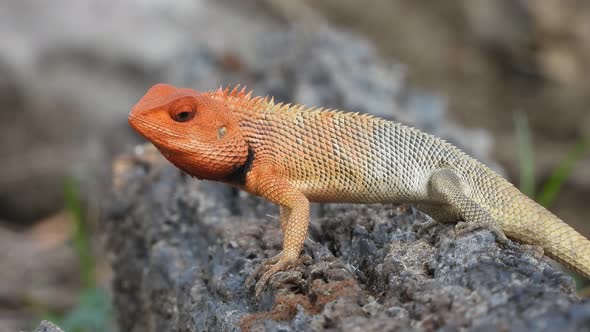 Lizard -ants - red head .. alt