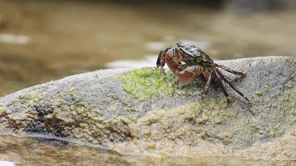 Tiny Crab in a California Tidepool