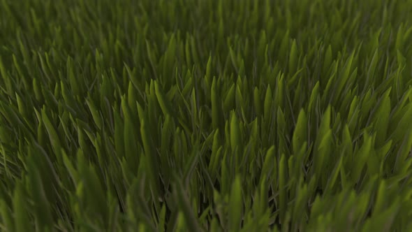 Grass Animation