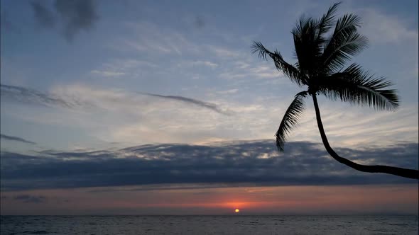 Virgin Unspoiled Caribbean Beach at Sunset with a Palm Tree