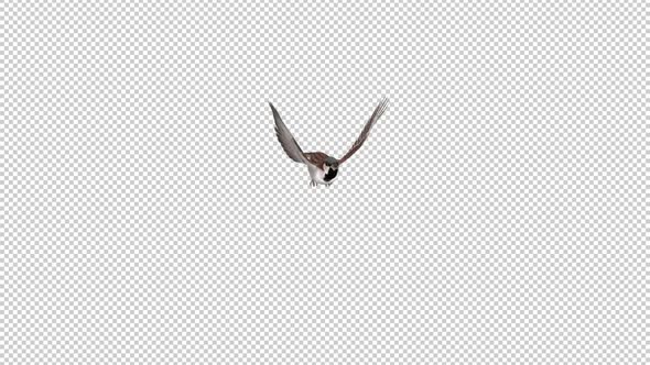 Sparrow Bird - Flying Over Screen I - Transparent Transition - Alpha Channel
