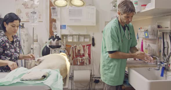 Veterinary surgery - Veterinarian operating a white dog in a pet clinic alt