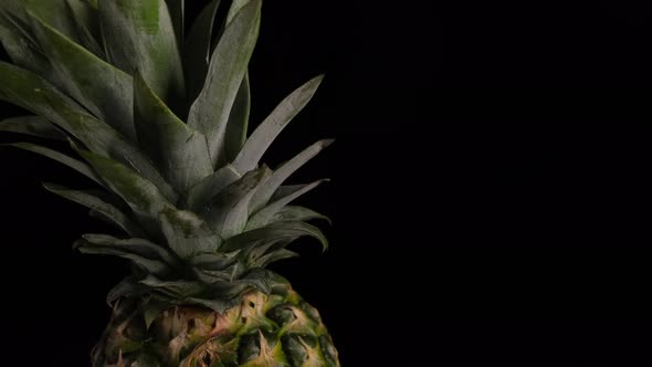 Rotating Pineapple on a Black Background Closeup with Space to Pastecopy Space