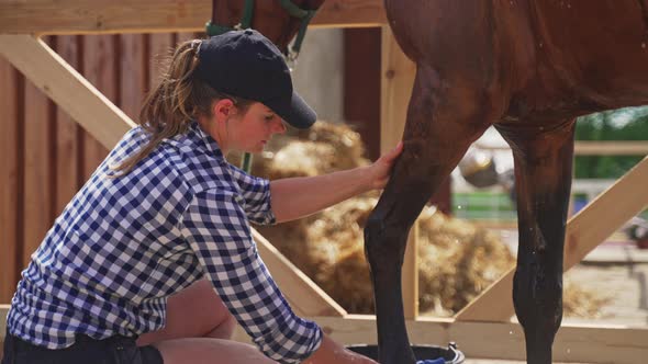 Horsewoman Cleaning The Horse Legs And Hooves Using A Sponge  Horse Love alt