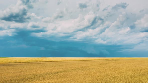 Drone Lapse Hyperlapse Motion Aerial View Of Agricultural Landscape With Young Wheat Field In Summer alt