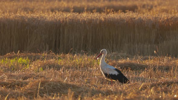 Adult European White Stork  Ciconia Ciconia  Walking In Summer Field alt