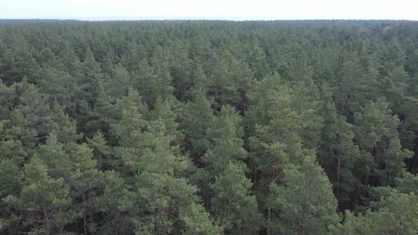 Trees in a Pine Forest During the Day Aerial View alt