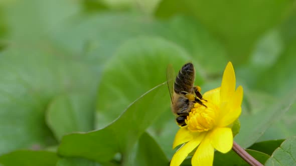 Honey Bee Collecting Pollen on Yellow Flower