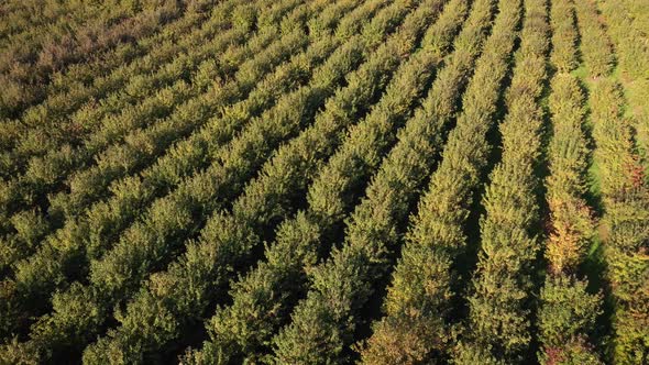 Aerial Over Fruit Garden With Apple Citrus Cherry Trees Planted In Smooth Row alt
