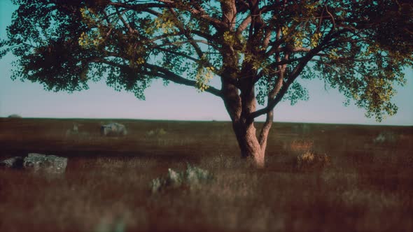 Big Tree on the African Savanna in Serengeti National Park of Tanzania alt