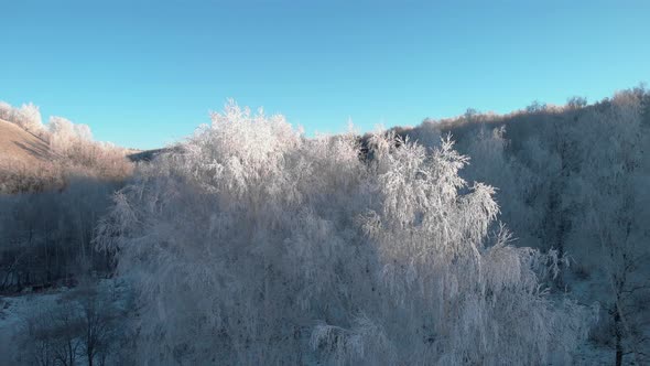 Winter white forest in the early morning with blue sky alt