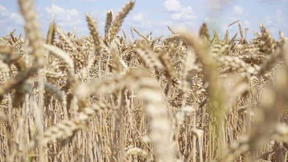 In Rural Fields Ripe Wheat Awaits Harvesting.