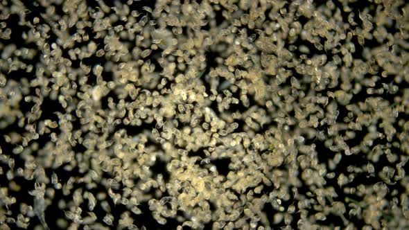 The Colony of Plankton Rotifers Rotifera Keratella Cochlearis, Distributed Throughout the World alt