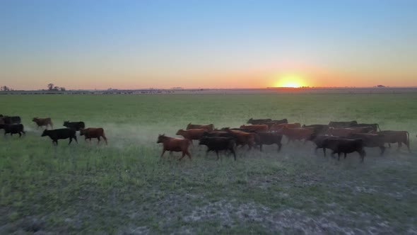 Aerial drone flyover a herd of aberdeen angus cattle running across the grassy open field, on their alt