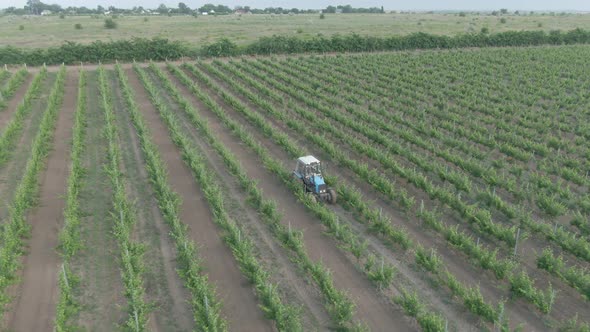 Tractor In The Vineyard 2