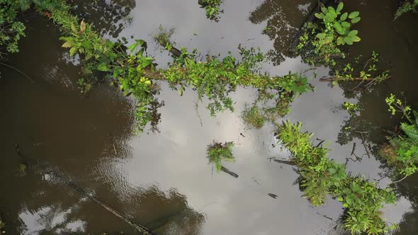 Aerial view that goes higher to reveal a pond with fallen trees in a tropical rainforest alt