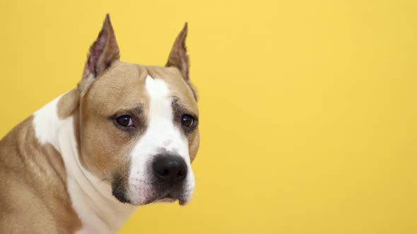 Pit Bull Terrier Dog Looks Into the Camera on a Yellow Background