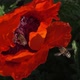 Bees Swarm in a Red Poppy To Collect Pollen - VideoHive Item for Sale