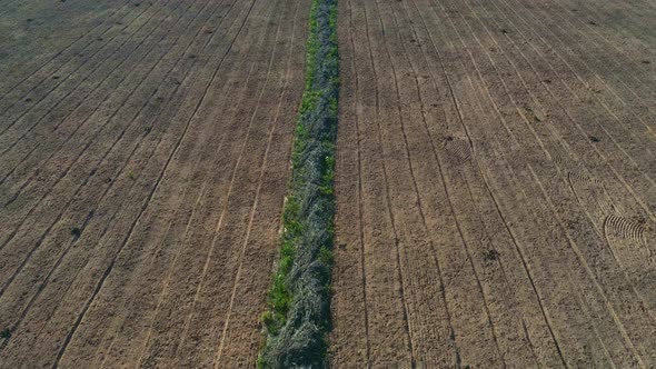 Rows plowed in the fertile soil on land deforest in the Brazilian Cerrado - aerial flyover alt