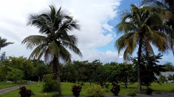 motion Time lapse of clouds passing by on top of palm threes in southern florida alt