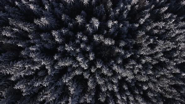 Winter Forest Snow Carpathian Top Down View on Pine Trees Aerial  Drone Video