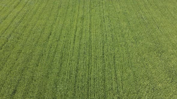 Aerial View of Green Agricultural Field on Sunny Day and Young Wheat Ears Waving in Wind alt